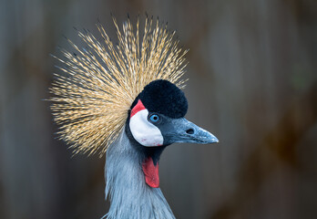 2022-04-27 SIDE SHOT OF A ADULT GREY CROWNED CRANE WITH A BLURRED BACKGROUND IN ISSAQUAH WASHINGTON