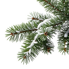 Obraz premium Close-up of a vibrant green evergreen branch, dusted with fresh white snow, capturing the serene beauty of winter and the festive holiday season against a pure white background