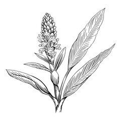 Detailed botanical illustration of a ginger plant with leaves and flower spike
