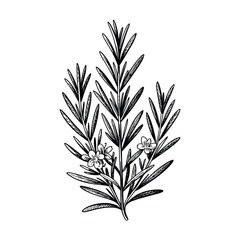 A detailed botanical illustration of rosemary sprigs with delicate flowers