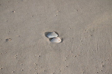 Shell on a sandy beach during winter