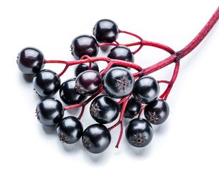 Elderberry in isolated white background