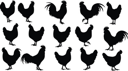 Chicken and rooster silhouette set collection, farm poultry animal icons, black vector illustrations isolated on white background © Hasem Creative
