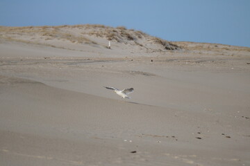 Birds gathering on the beach in December