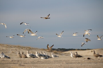 Birds gathering on the beach in December