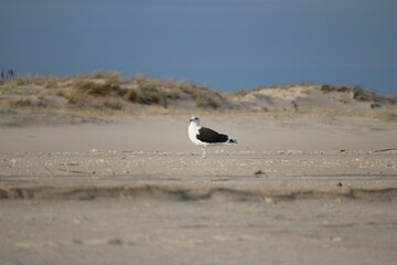 Birds gathering on the beach in December
