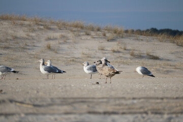 Birds gathering on the beach in December