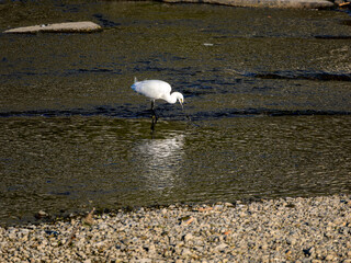 魚を捕まえた猪名川のコサギ