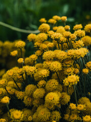 Yellow flowers in the garden