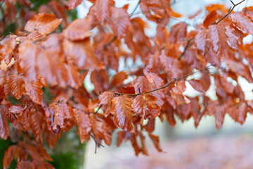 Wet autumn beech leaves hanging on a branch