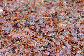 Brown autumn leaves covering forest floor