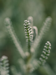 Close up of a plant