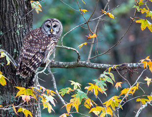 Barred Owl Perched