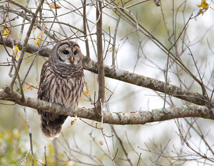 Barred Owl Perched