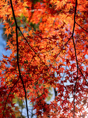 鮮やかに紅葉した五月山の楓