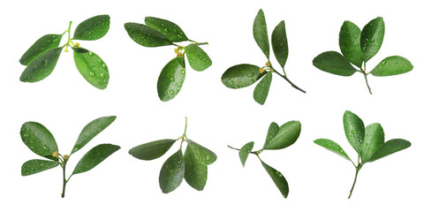 Citrus plant. Set of green leaves isolated on white