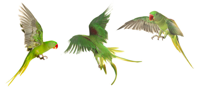 Collection of bright parrot flying on white background. Alexandrine parakeet
