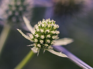 Purple flower in the garden