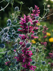 Spring in the garden