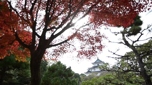 秋の和歌山城 （和歌山県和歌山市, 2025年12月）