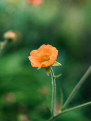 Fototapeta premium Orange flower in the garden