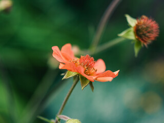 Orange flower in the garden