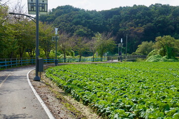 Solar Lamps by Farm Fields