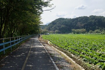 Cabbage Field and Bike Path