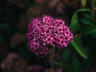 Pink flowers in the garden