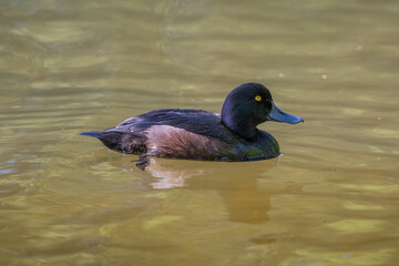 New Zealand Scaup