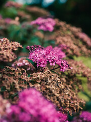 Flowers in the garden