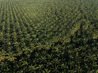 Aerial view of palm tree plantation. Palm oil plantation and production. Reducing poverty in rural areas and creating economic growth. Addressing social issues. High yield crop farming method.
