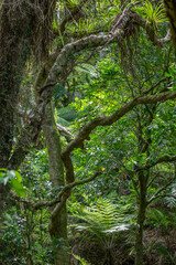 Rain forest in the Coromandel, New Zealand