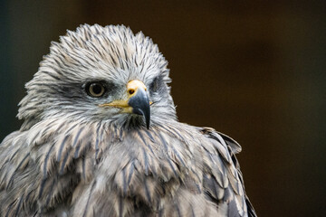 Schwarzmilan  (Milvus migrans) - Portrait