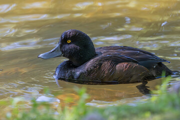 New Zealand scaup
