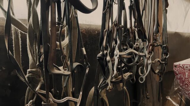 Close-up view of horse tack and leather bridles hanging inside a rustic stable. Traditional equestrian equipment with metal bits and worn textures in warm light.