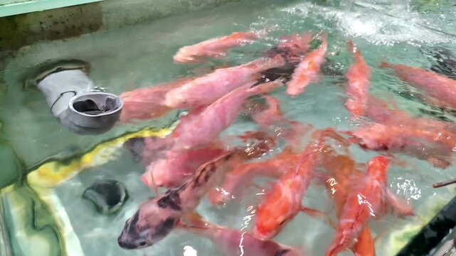 Red tilapia swimming in fish tank aquarium at supermarket for sale