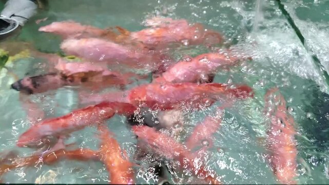 Red tilapia swimming in fish tank aquarium at supermarket for saleyoung boy playing in the water