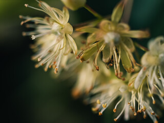 Close up of a flower