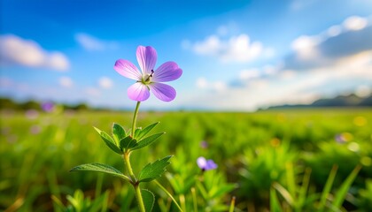 Nature spring with purple flower field