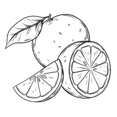 Citrus Fruit Hand Drawn Sketch Illustration
