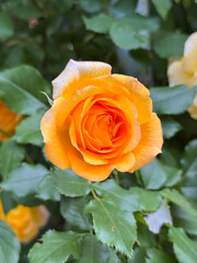 Orange Rose Perfect Bloom with Layered Petals in Garden Close-Up