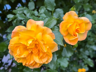 Orange Rose Perfect Bloom with Layered Petals in Garden Close-Up