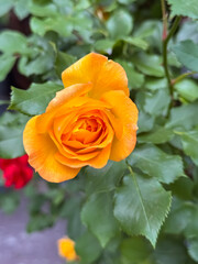 Orange Rose Perfect Bloom with Layered Petals in Garden Close-Up