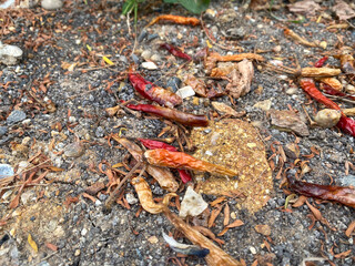 a closeup shot of a pile of dried and unpeeled red peppers on the ground in the garden