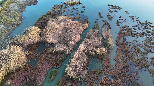 Aerial drone view of a swamp landscape with brown dry reeds and winding green water channels creating a natural maze pattern in the wetland ecosystem during the day
