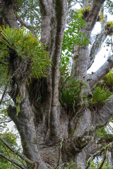 Kauri tree crown - Coromandel New zealand
