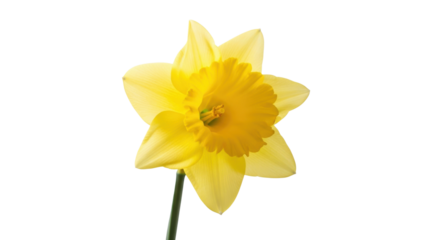 Single yellow daffodil flower with green stem on black background bloom blossom, Isolated On Png Transparent Background