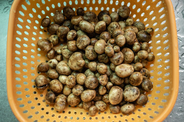 Puff ball mushroom (other named is Earthstars mushroom) after soak in cool water to remove any dirt and insects.
