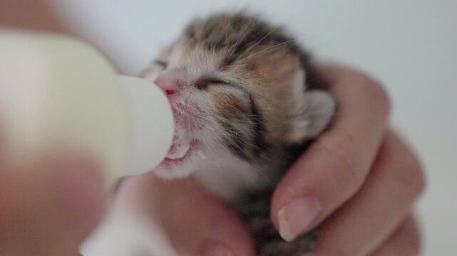 Close up of feeding newborn cute blind  cat with a bottle of kitten milk 